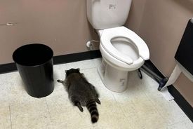 پلیس می‌گوید راکون مست «سابقه‌دار»  است! 