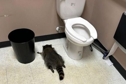 پلیس می‌گوید راکون مست «سابقه‌دار»  است! 