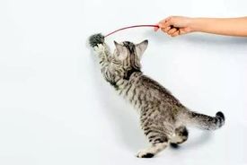 آیا آموزش دادن به گربه امکان‌پذیر است؟ 